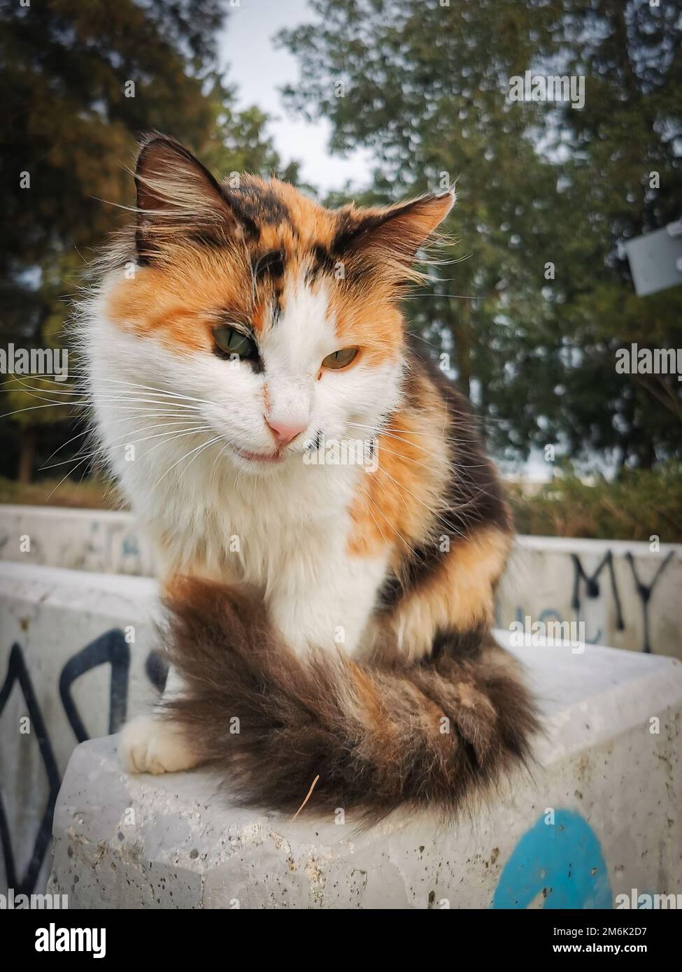 Porträt einer braunen Hauskatze Stockfoto