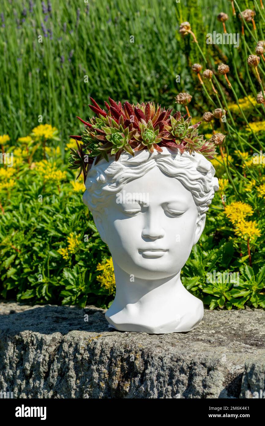 Venus-Göttin-Bastelpflanze aus Gips mit wachsendem Houseleek oder Sempervivum. Stockfoto