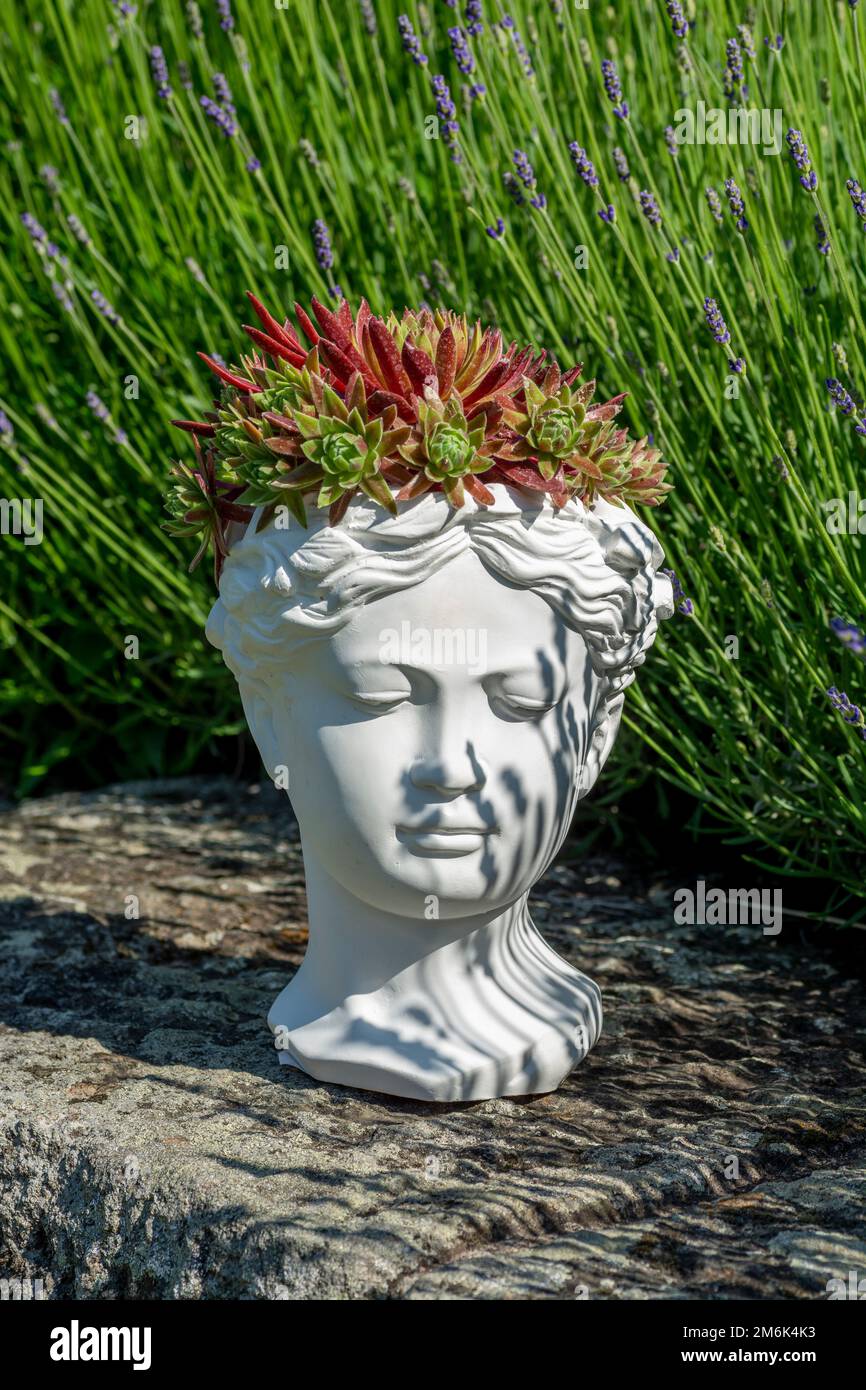 Venus-Göttin-Bastelpflanze aus Gips mit wachsendem Houseleek oder Sempervivum. Stockfoto