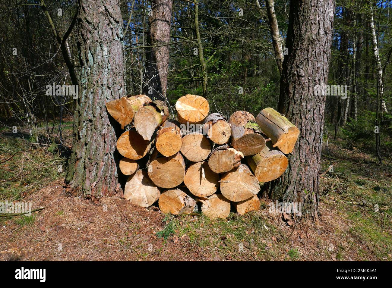 Brennholz im Nadelwald Stockfoto