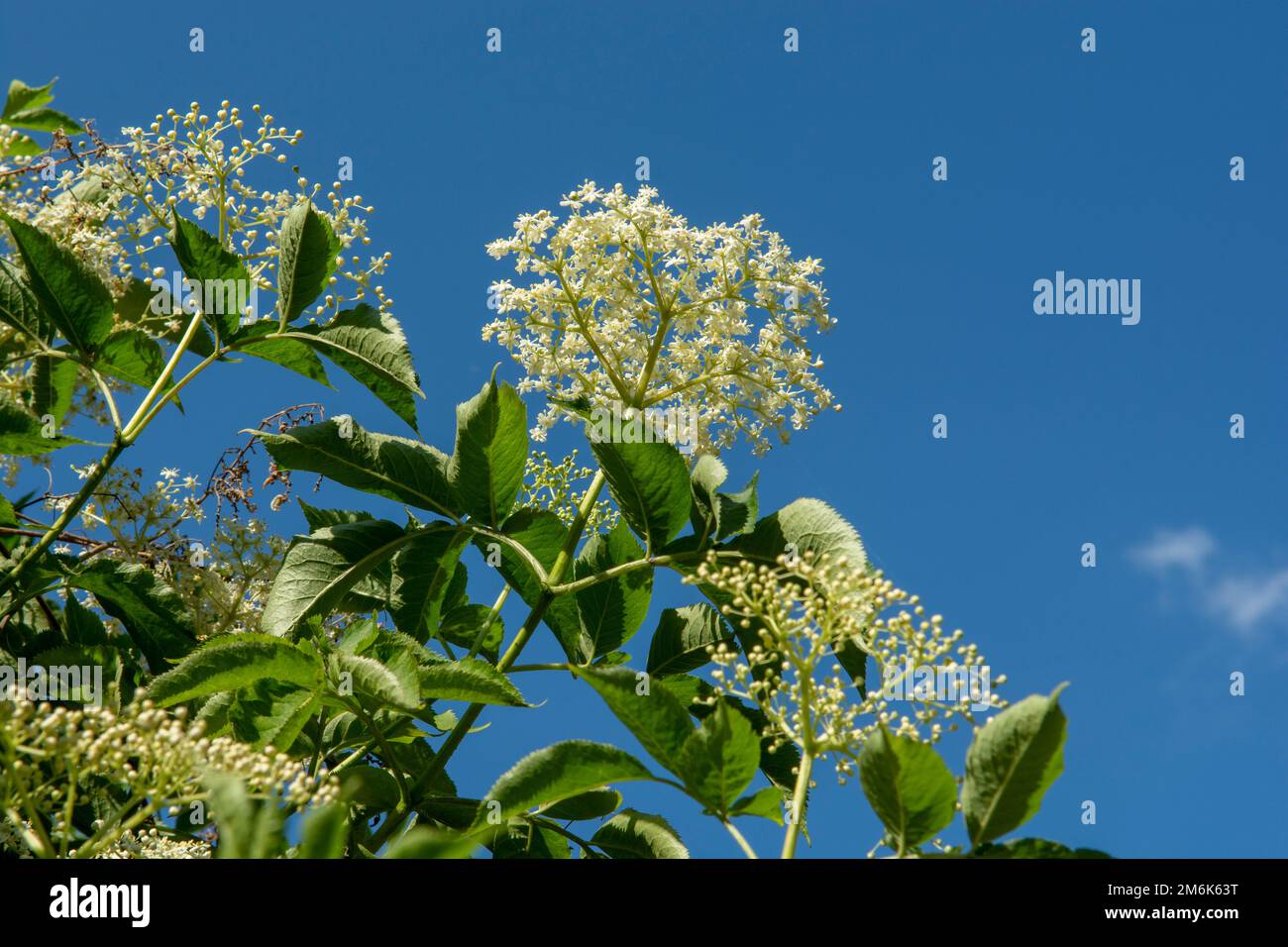 Holunderblüten (Sambucus nigra) und Laub. Blühende Holunderbeere, europäische Holunderbeere oder europäische schwarze Holunderbeere. Stockfoto