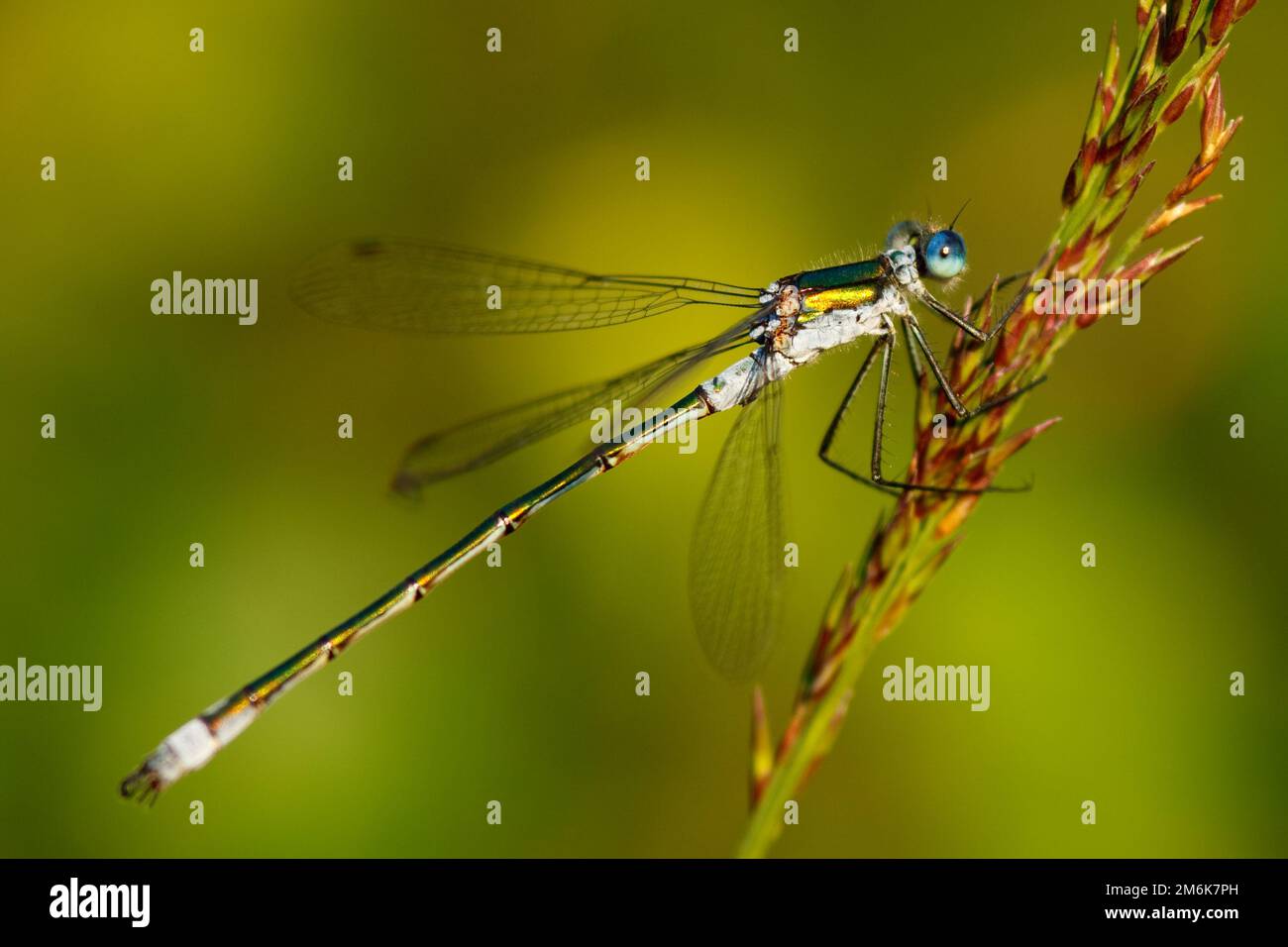 Libelle Lestes Sponsa Stockfoto