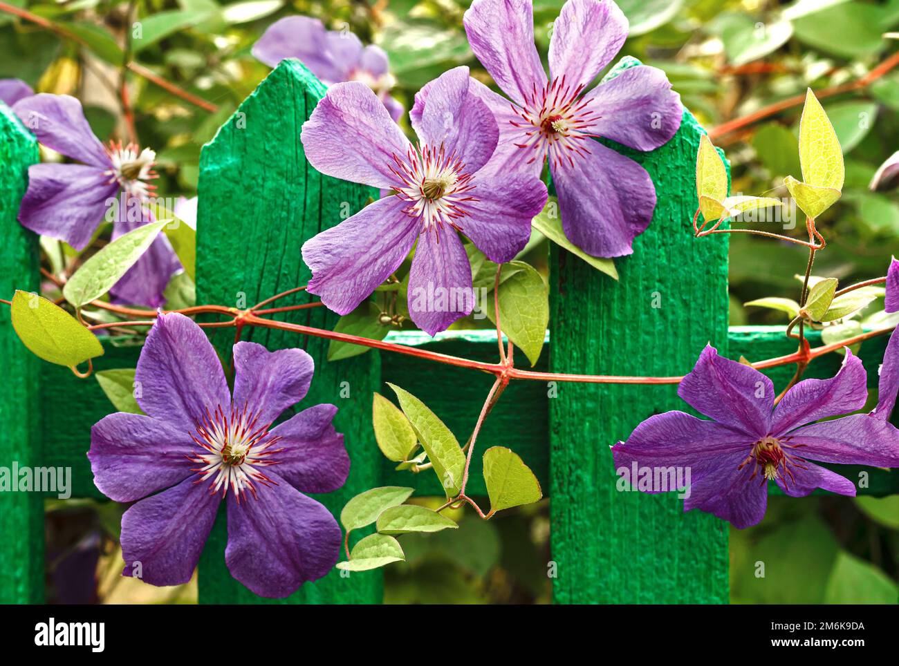 Lila Blumen auf einem Stand Stockfoto