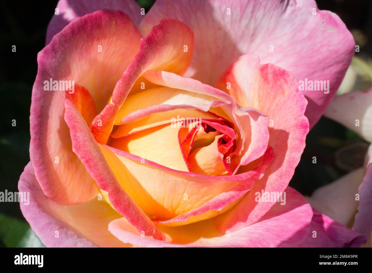 Farbenfrohe, frische Rose aus nächster Nähe Stockfoto
