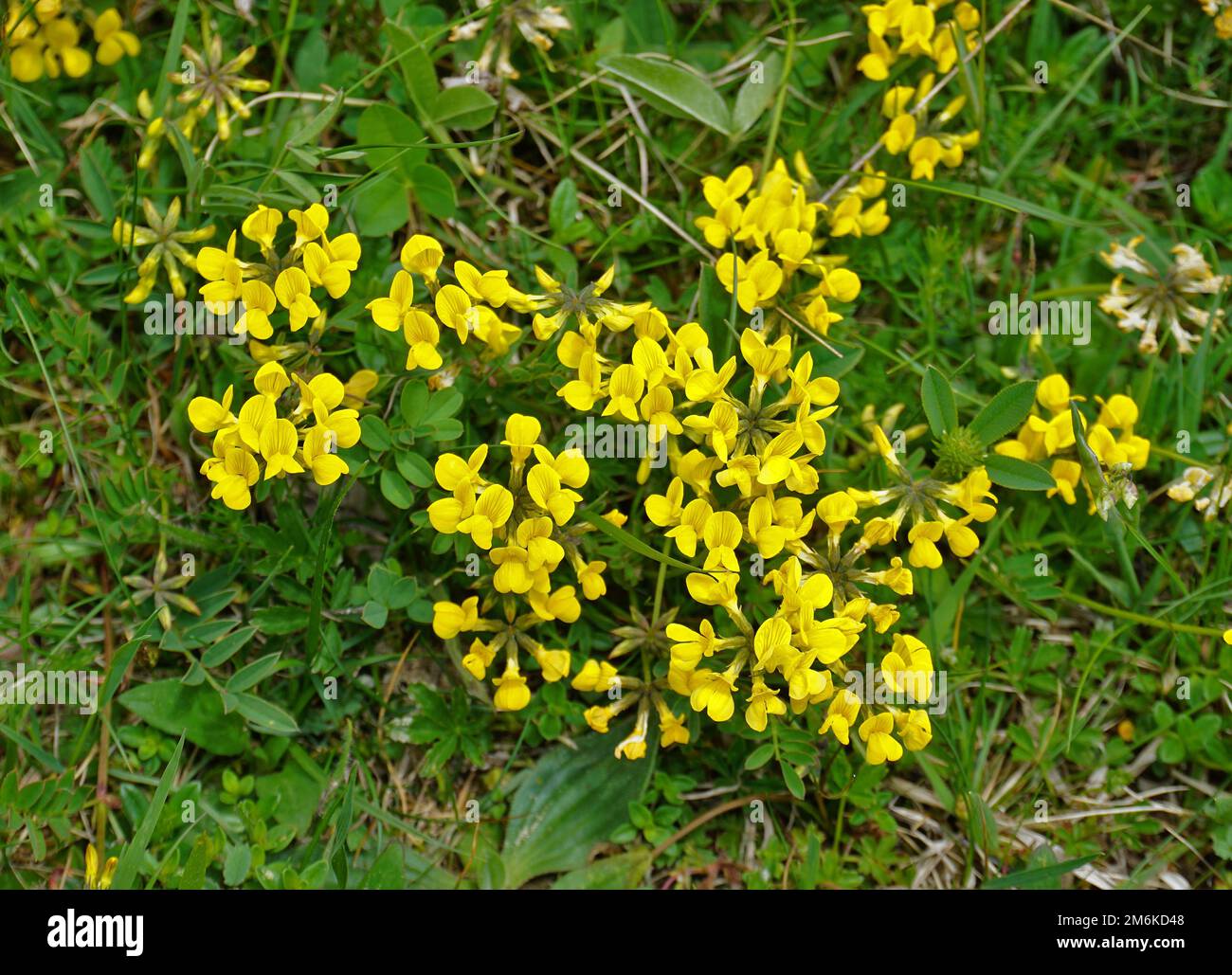 Bloomfell; gewöhnlicher Vogelfuß-Trefoil; Gartenvogelfuß; gemahlenes Geißblatt; Vogelfuß-Deervetch; Stockfoto