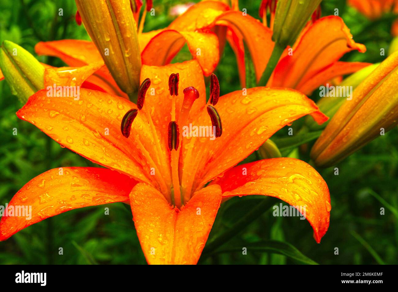 Wunderschöne blühende Lilien Stockfoto