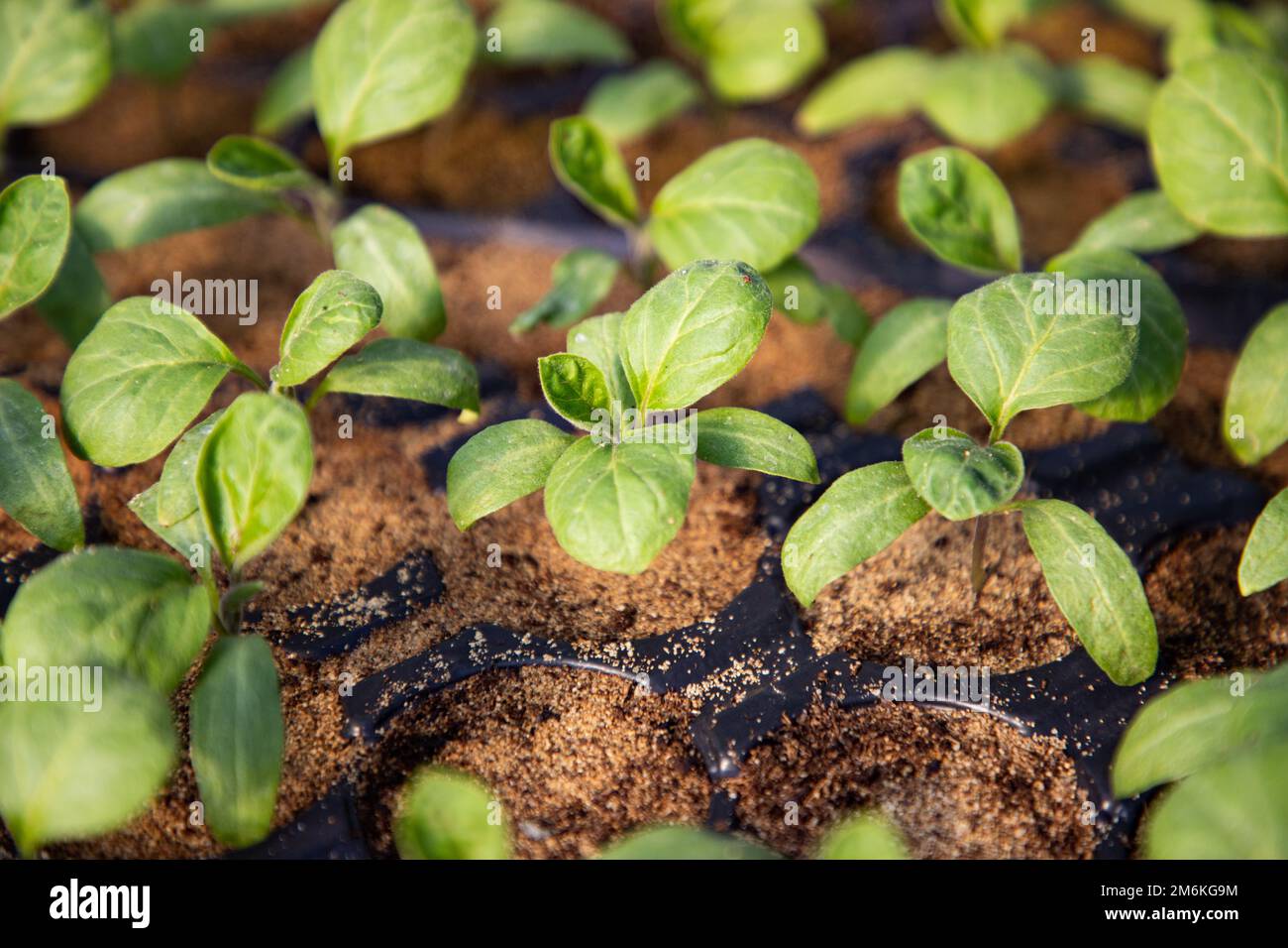 Setzlinge, die im Biogardenbau im Frühjahr wachsen Stockfoto