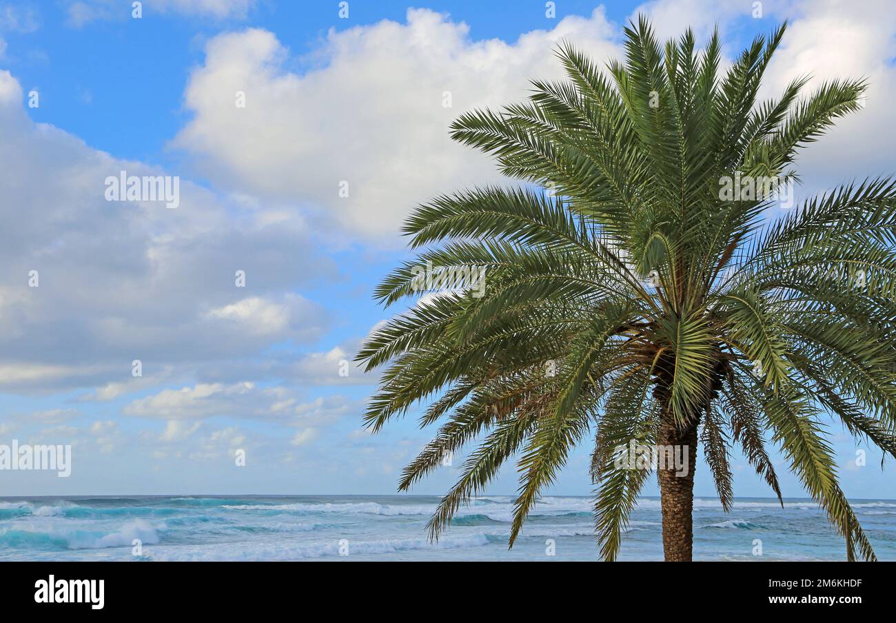 Palmen und Ozean, Hawaii Stockfoto