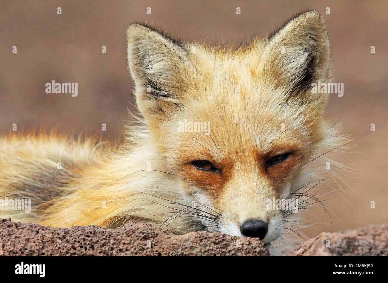 Rotfuchs-Porträt Stockfoto