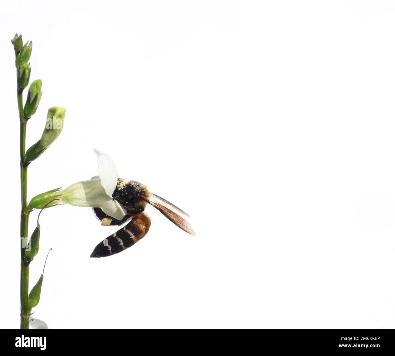 Riesige Honigbiene, die Nektar auf weißem chinesischem Violett oder coromandel sucht, oder schleichender Fuchshandschuh ( Asystasia gangetica ) blühen auf einem Feld, das auf Weiß isoliert ist Stockfoto