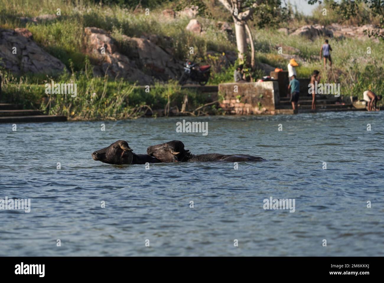 Zwei Büffel im Wasser oder See, Baden indischer Büffel im See oder Teich oder Fluss, zwei schwarze Büffel im Teich baden im Sommer wegen der heißen Temperaturen Stockfoto