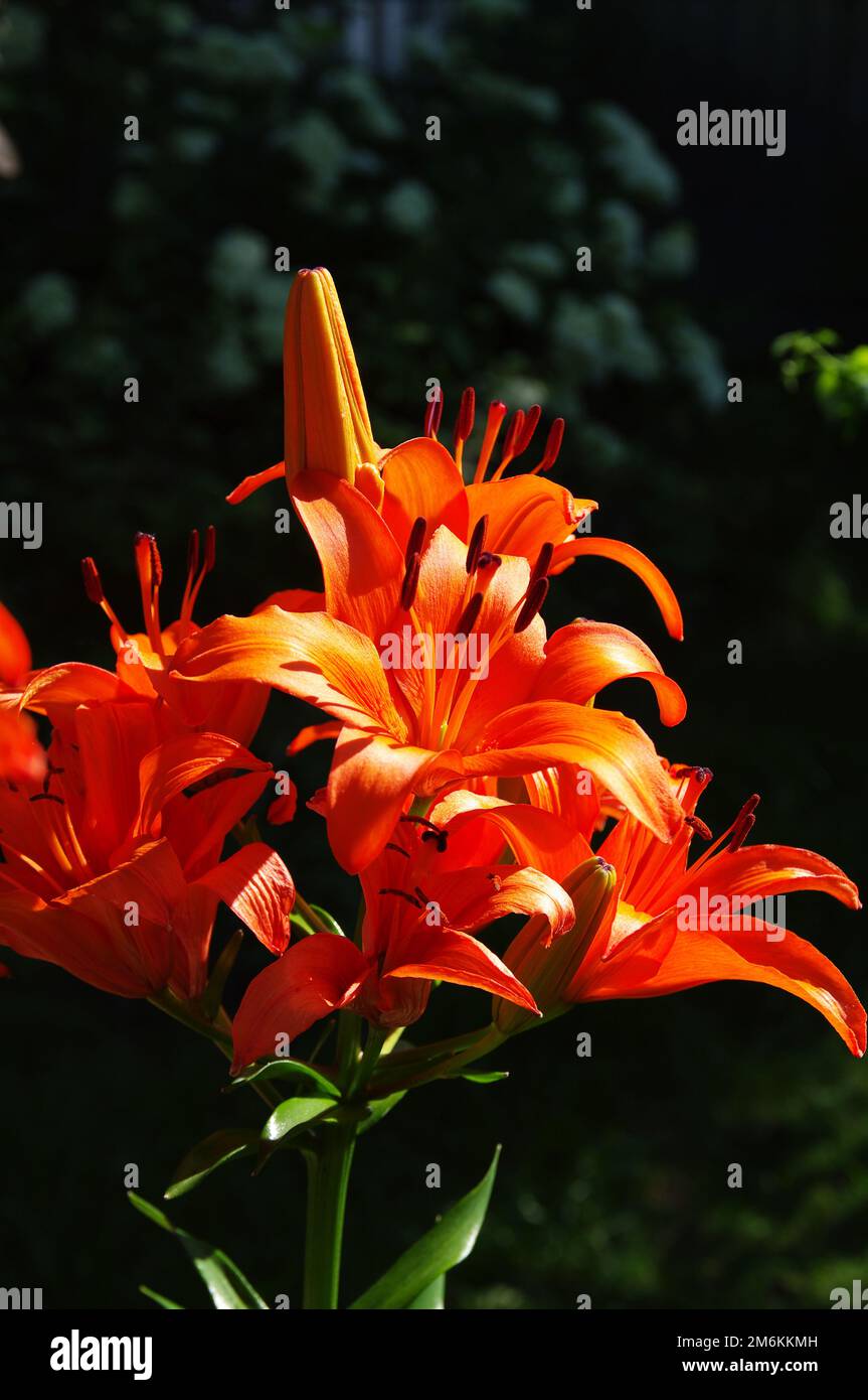 Wunderschöne blühende Lilien Stockfoto