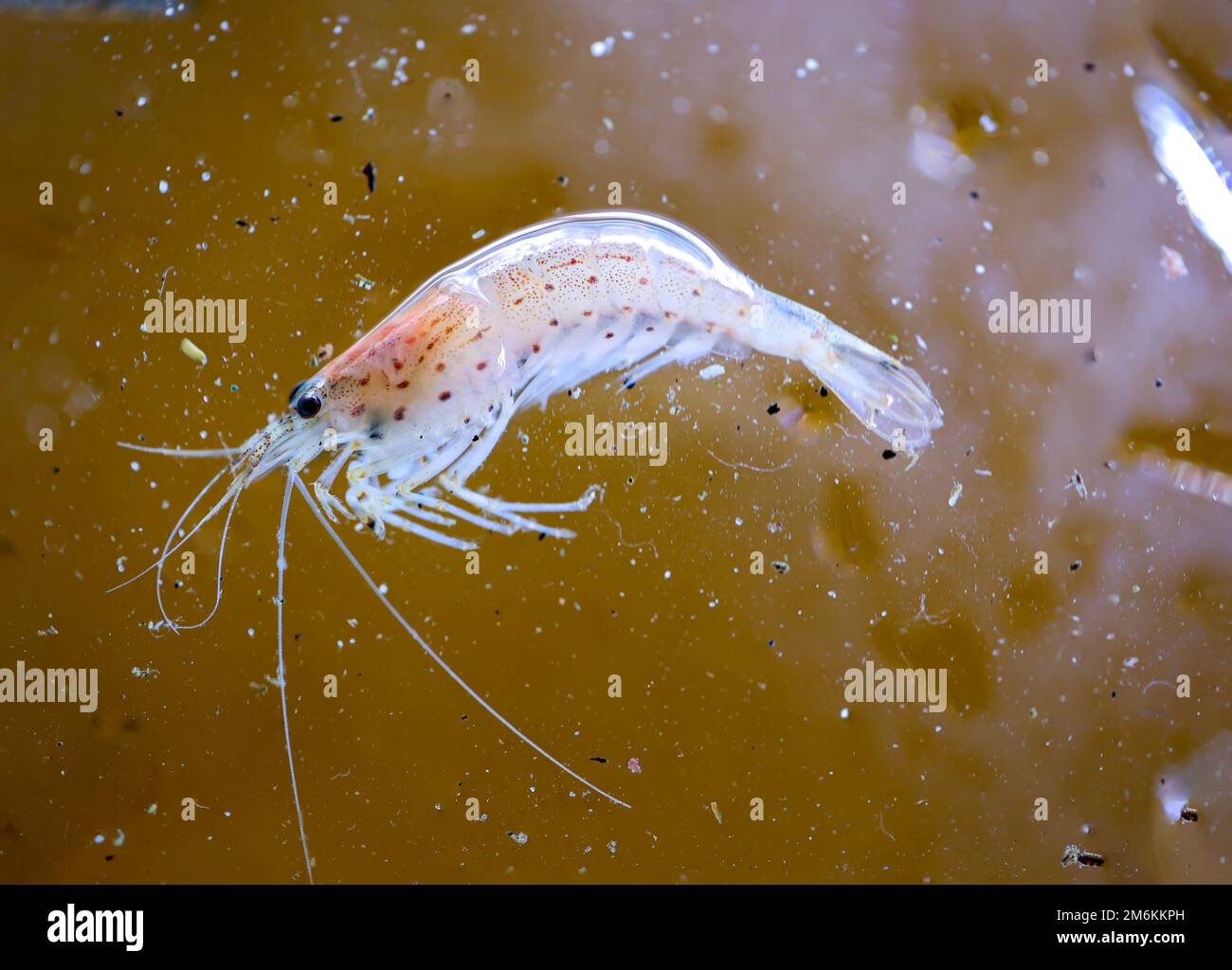 Nahaufnahme eines Amano-Shrimps in einem Aquarium. Stockfoto