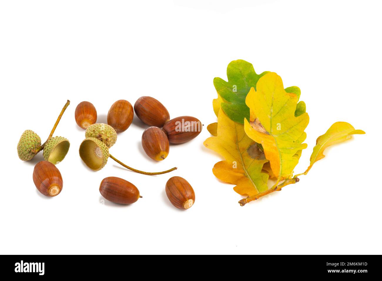 Eicheln und hinterlässt weißen Hintergrund Stockfoto