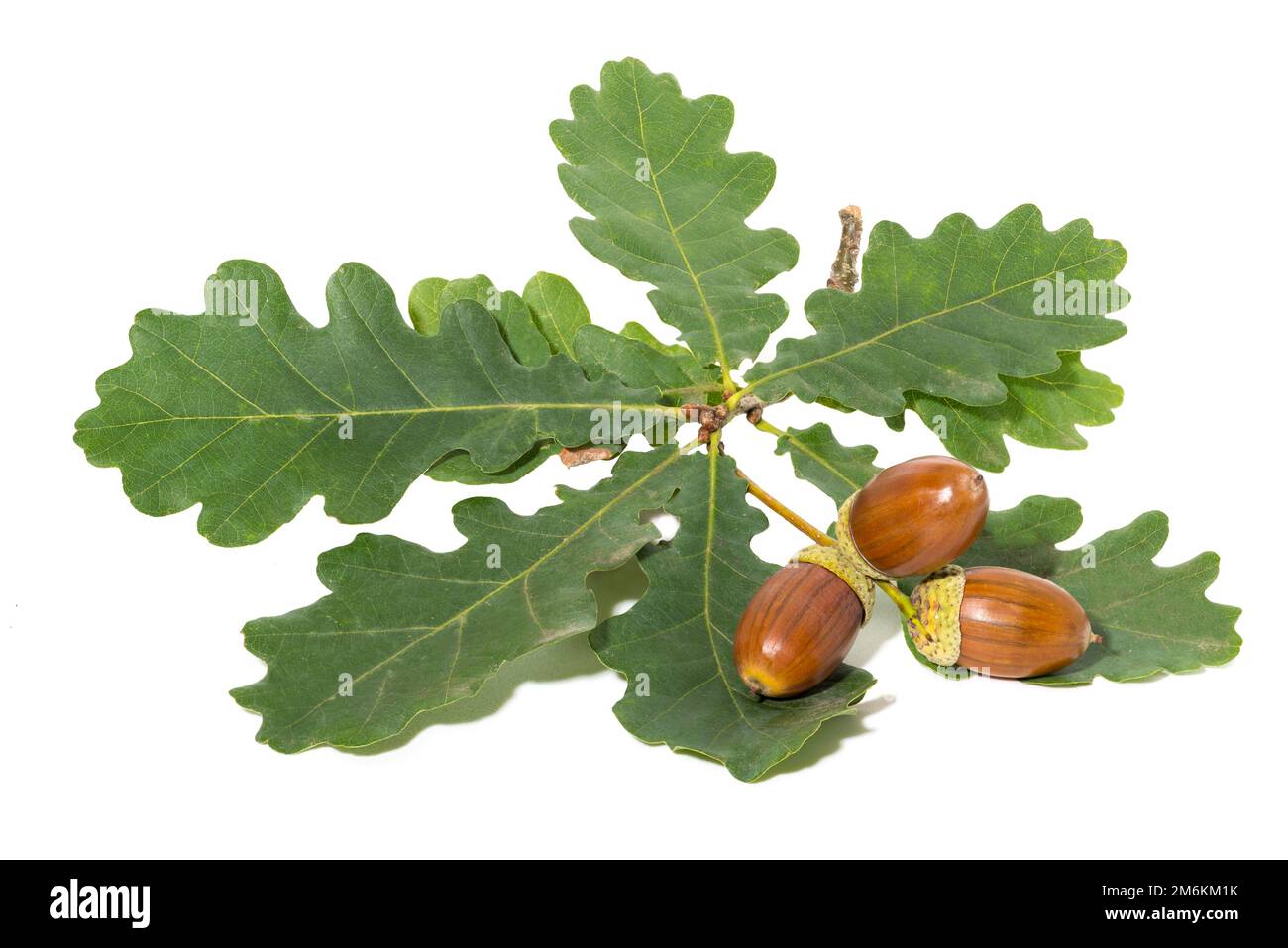 Große braune Eicheln auf Eiche hinterlässt weißen Hintergrund Stockfoto