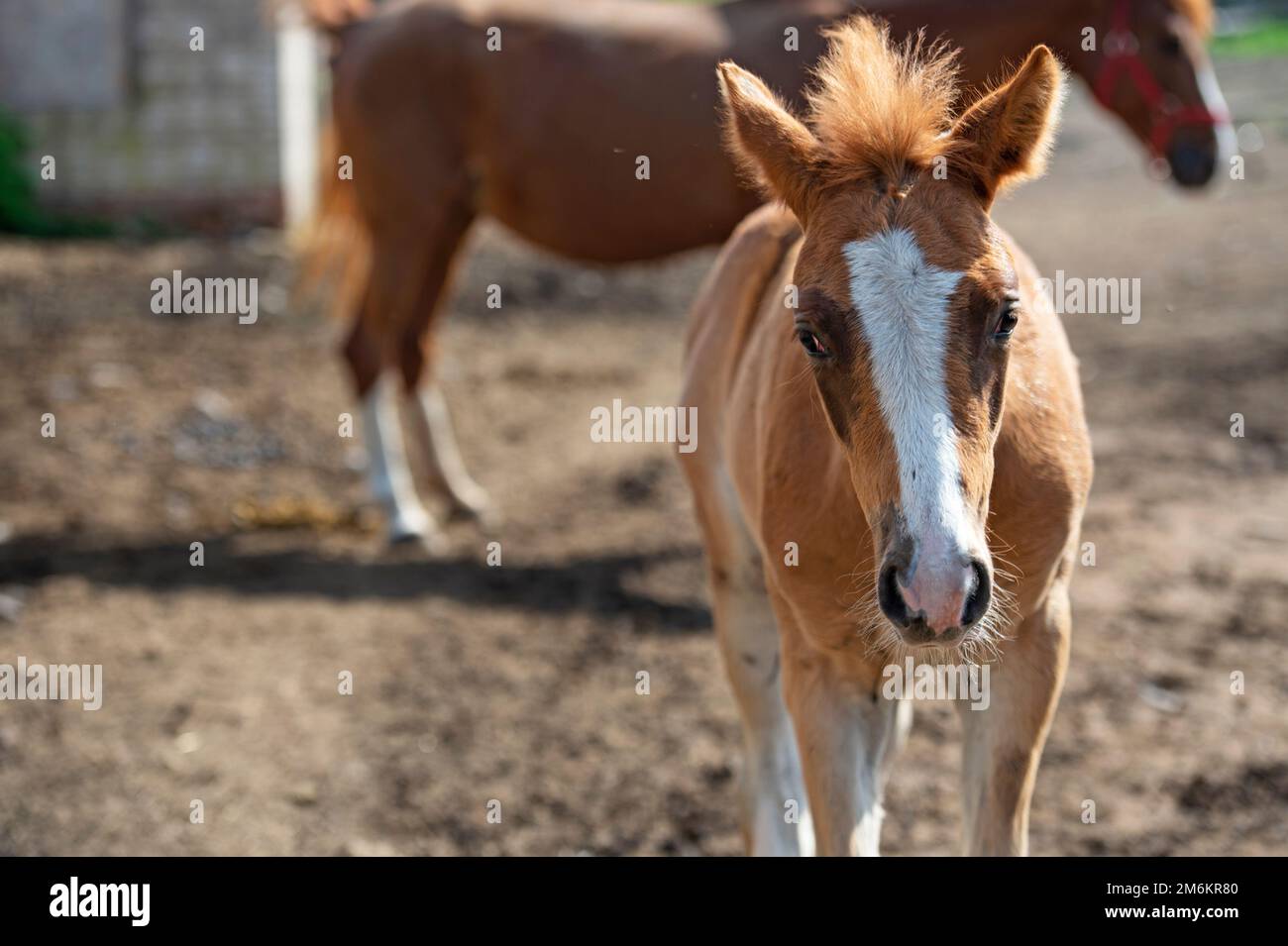 Porträt des Fohlen einer sportlichen Rasse beim Gehen in der Koppel. Frühling. Schließen. Stockfoto