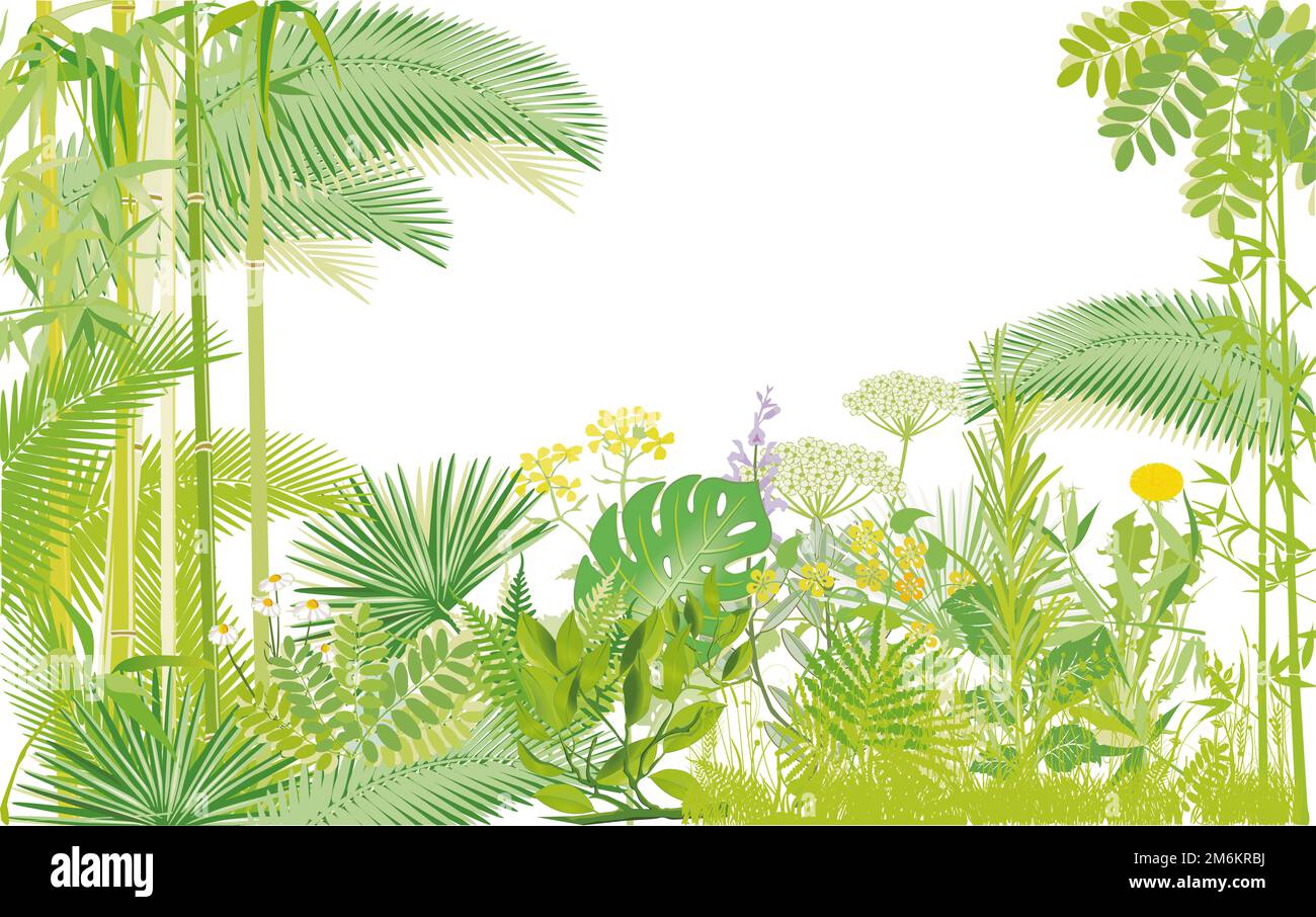 Tropische Pflanzen in der Natur, Weltnaturerbe, Landschaftsdarstellung Stockfoto