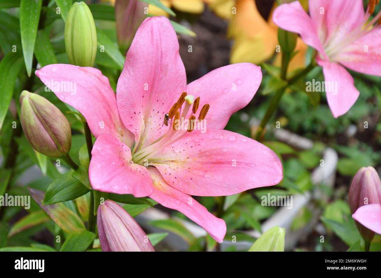 Blume Lily asiatische Hybridsorten Demeter hellrosa nach Regen im Sommergarten Stockfoto