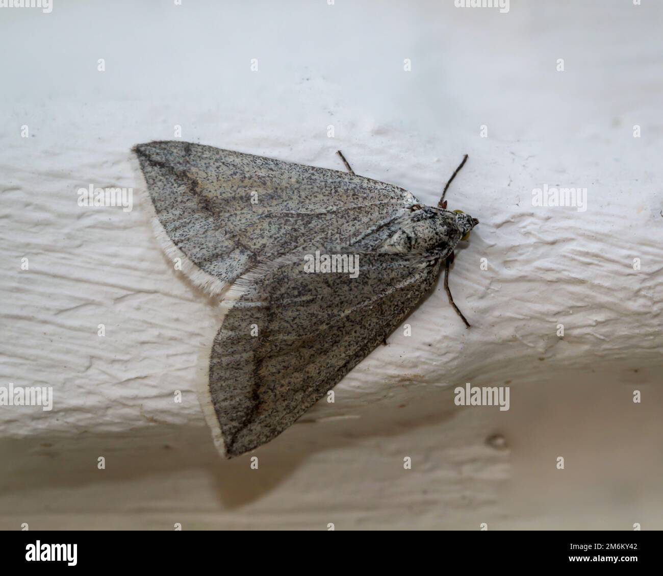 Ein Spanner, ein Schmetterling sitzt an einer weißen Wand. Stockfoto
