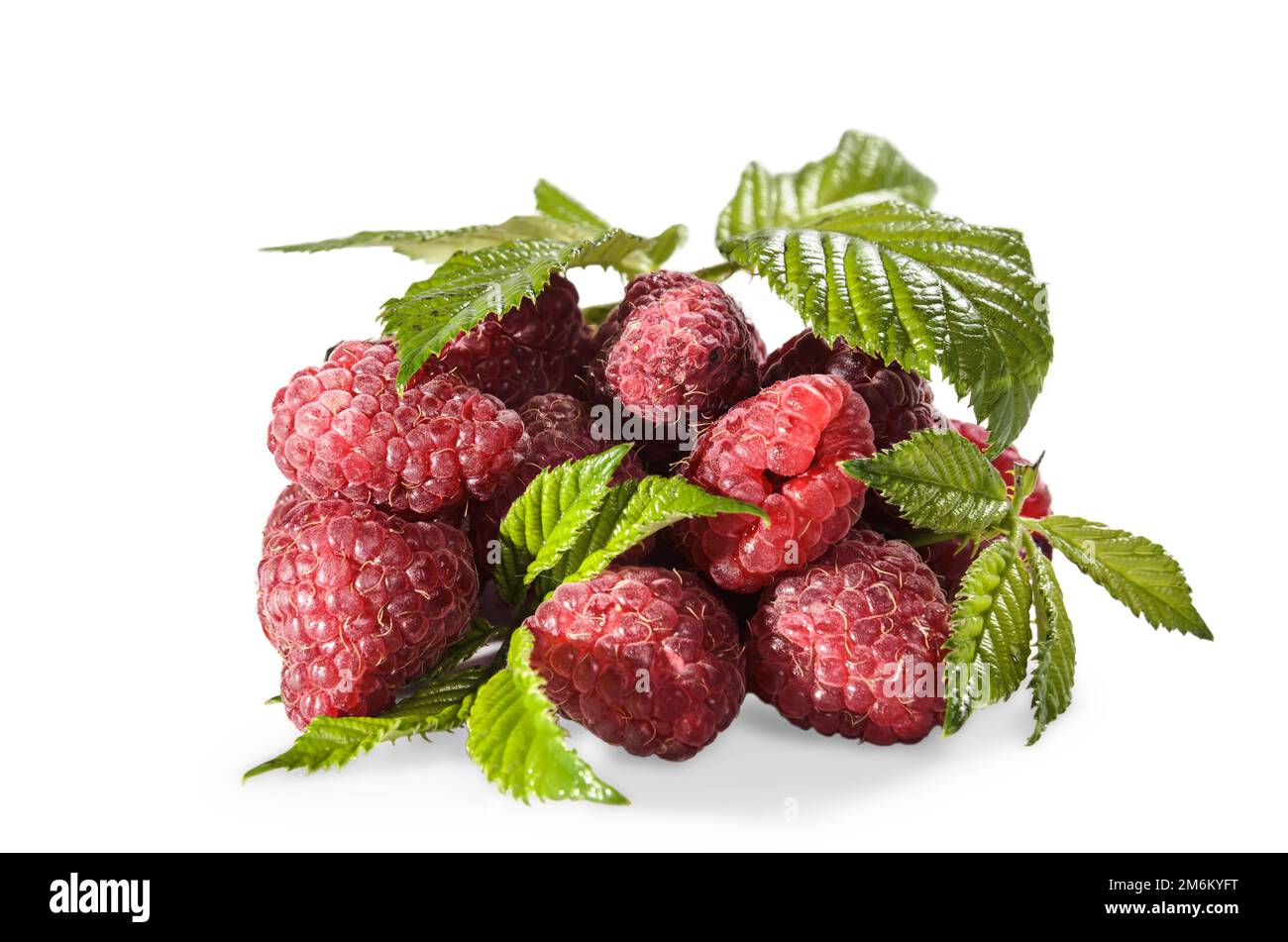 Reife Himbeeren mit Blättern auf weißem Hintergrund mit weichem Schatten Stockfoto