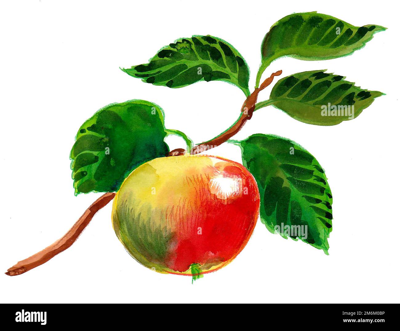 Apfelfrucht auf dem Baum. Aquarellmalerei Stockfoto