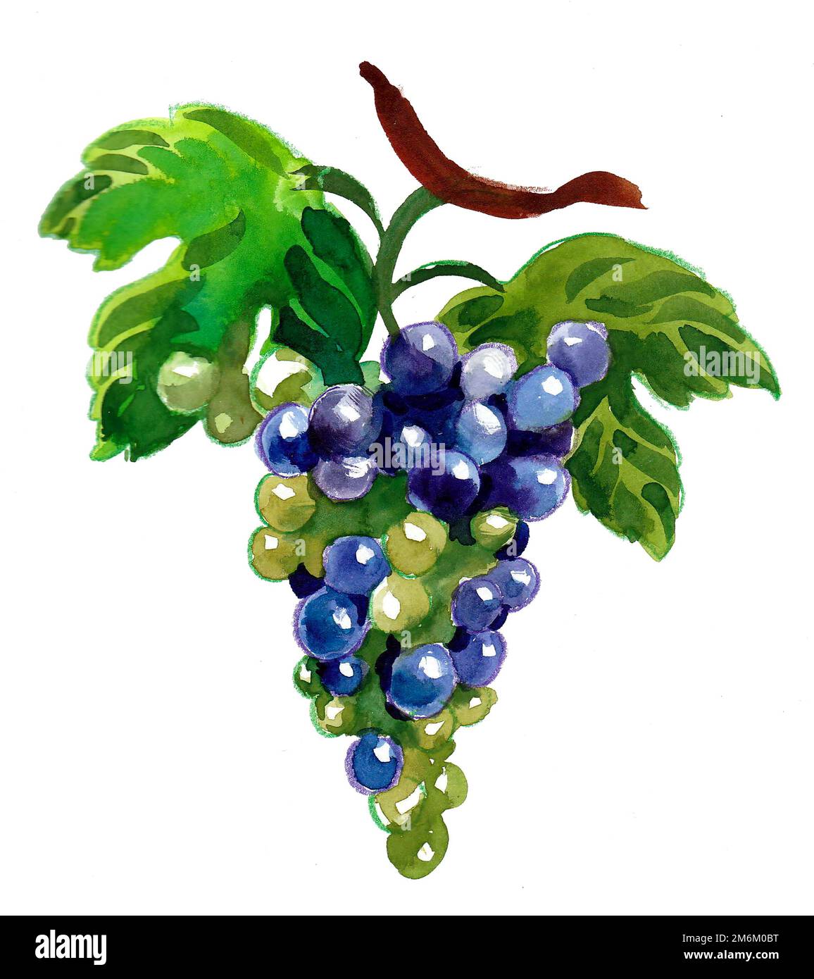 Ein Haufen Weintrauben. Aquarellmalerei Stockfoto