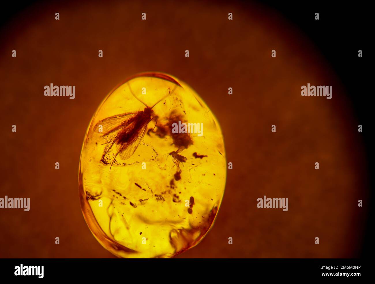 Insekten aus längst vergessener Zeit sind in Bernstein eingeschlossen Stockfoto