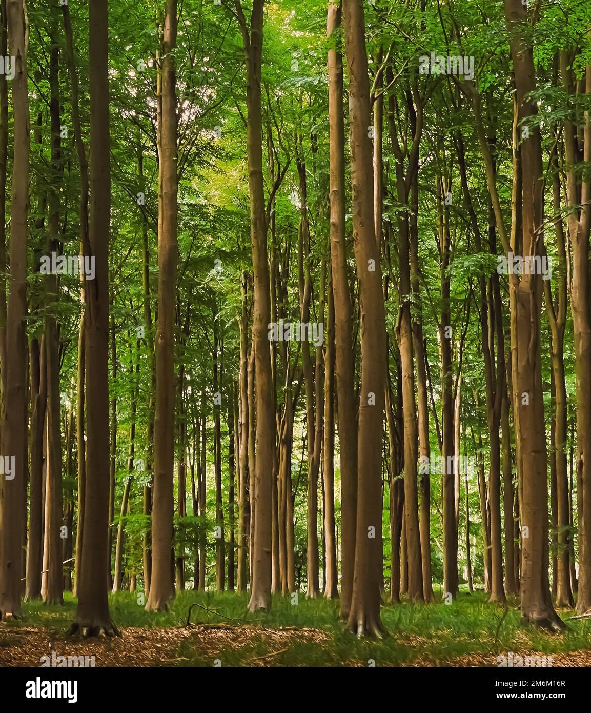 Wunderschöne Bäume im Sommerwald in Hertfordshire, England, Natur und Umwelt Stockfoto