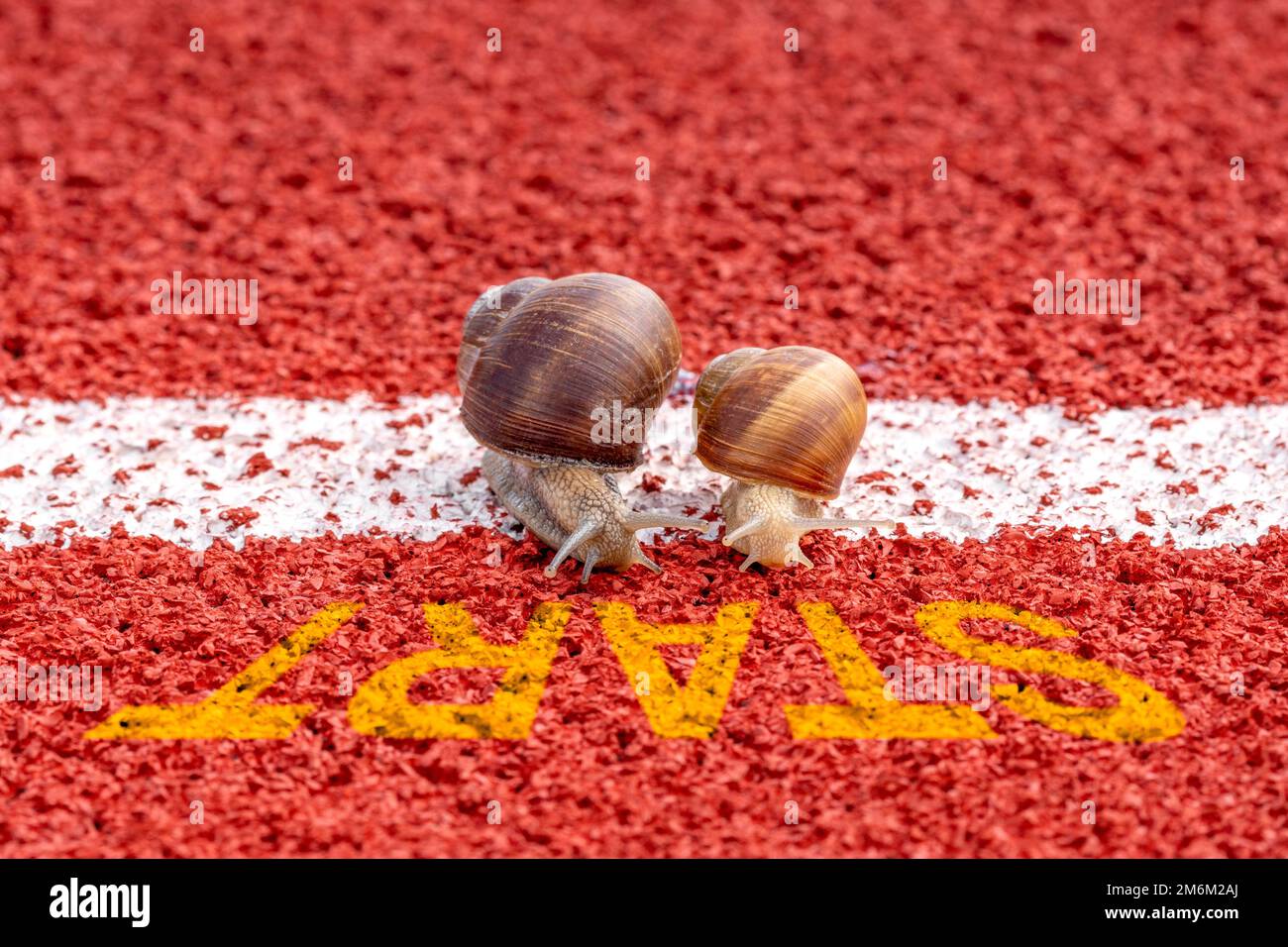 Nahaufnahme von Rennschnecken auf der Startlinie Stockfoto