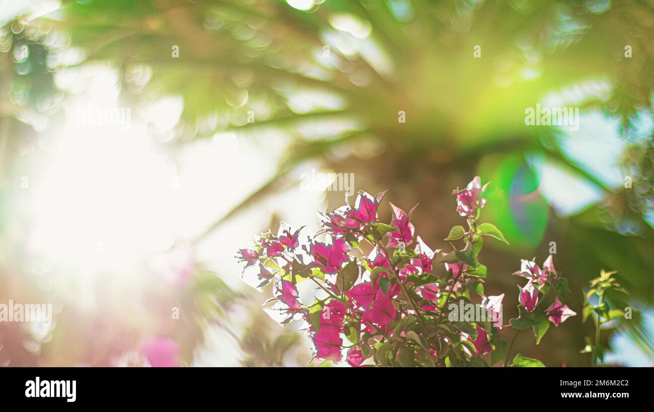 Blühende Blumen und Palmen bei Sonnenuntergang, Natur im Sommer, tropisches Urlaubsziel und Sommerreisen Stockfoto