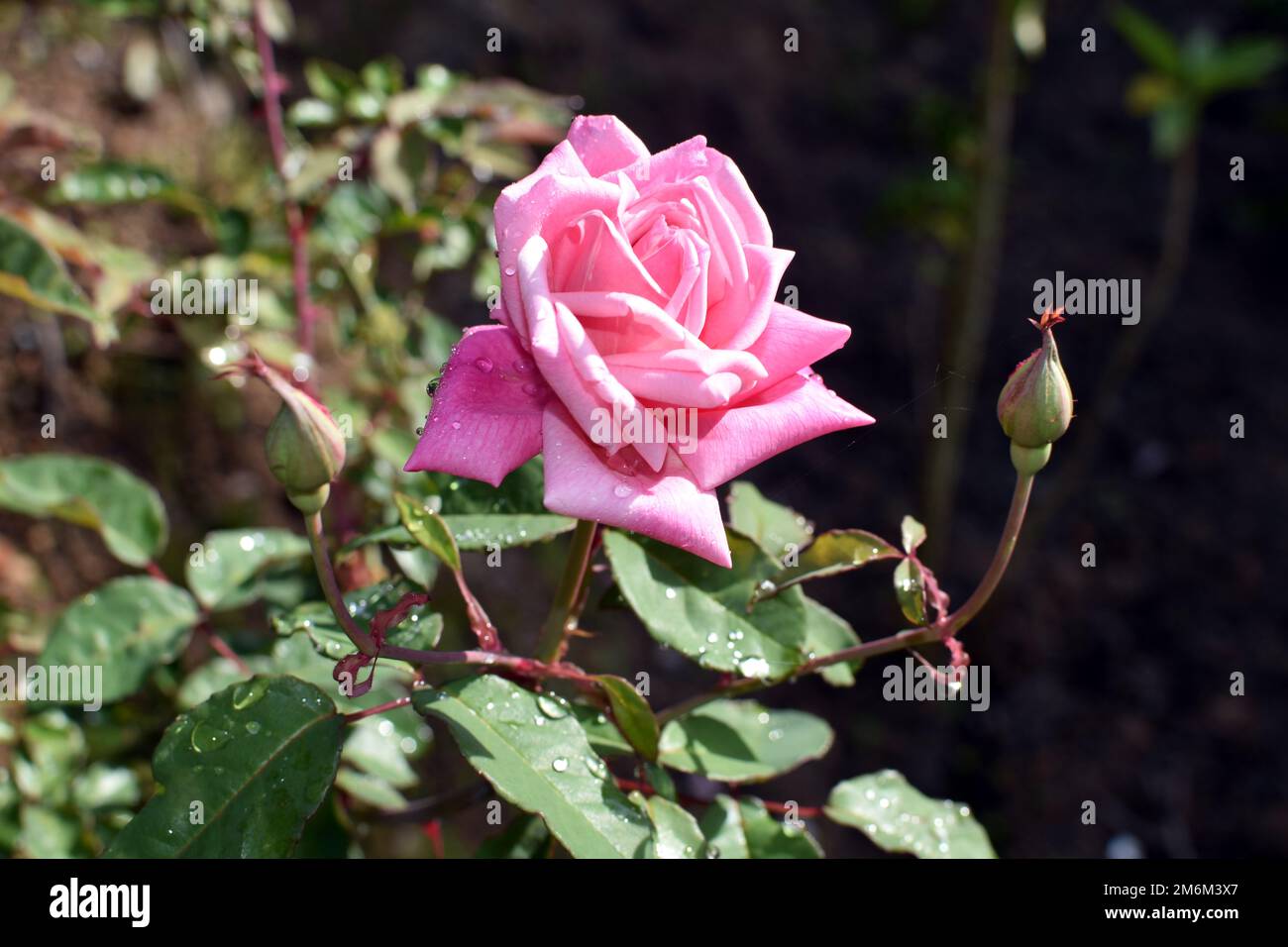 Ost-Timor-Blumen Stockfoto