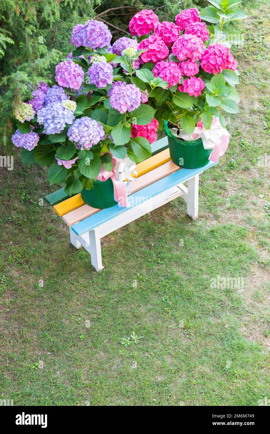 Ortensia Blumen - Hydrangea - als Dekorationsgarten. Romantisches und zartes Geschenk. Stockfoto