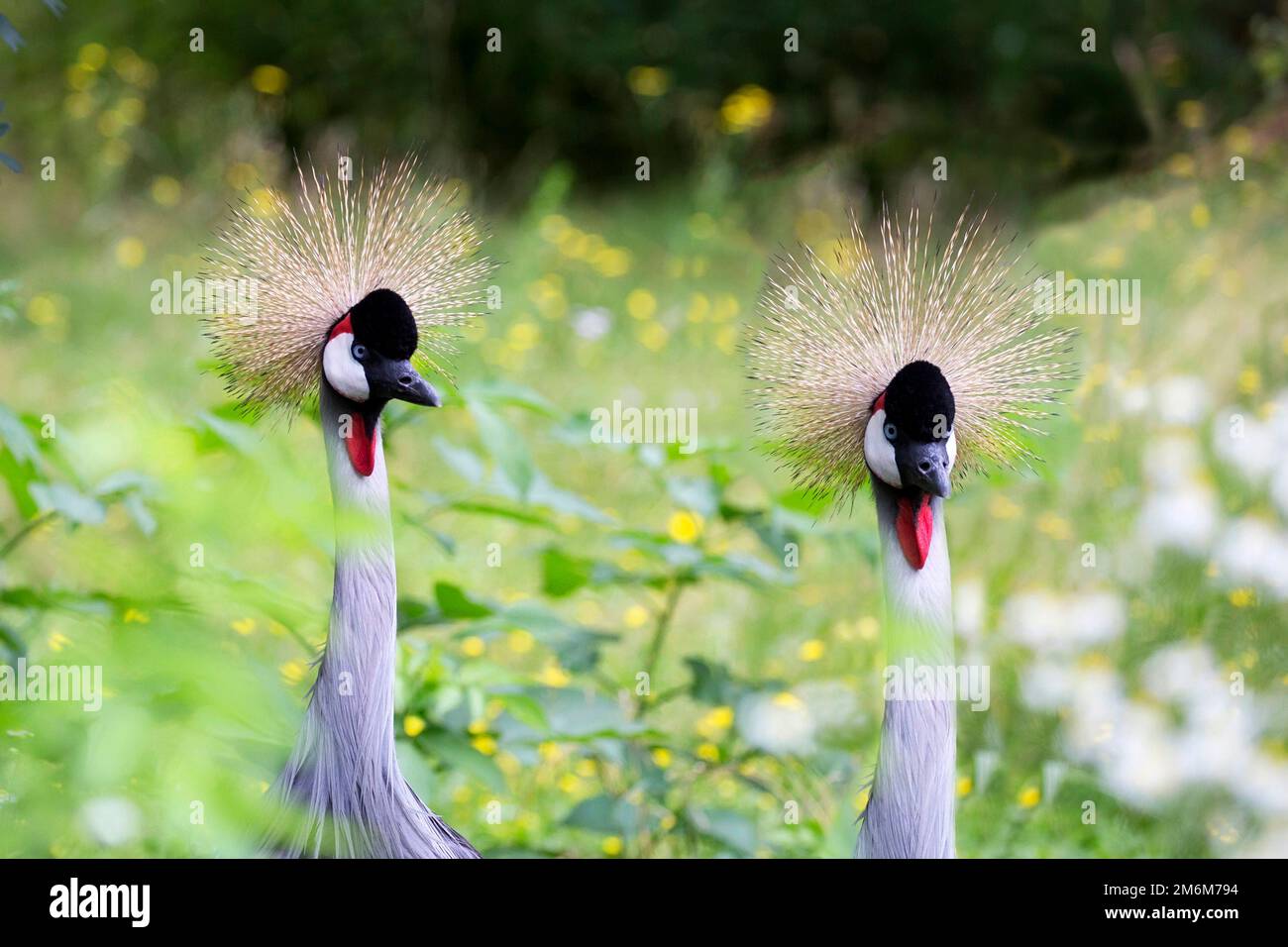 Graue Kraniche - Balearica regulorum gekrönt, ein Porträt Stockfoto