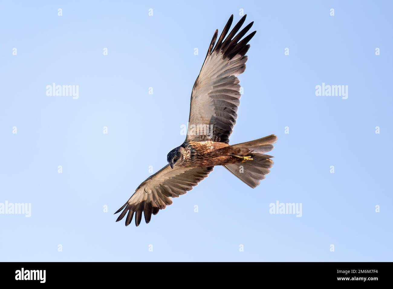 Marsh Harrier, Circus aeruginosus, Raubvögel, Wildtiere in Europa Stockfoto