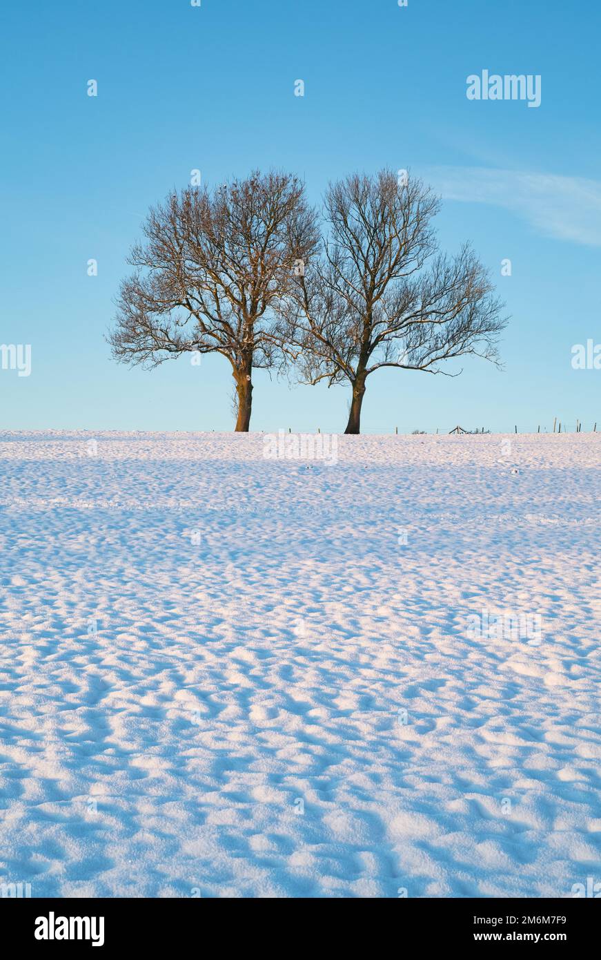 Sonnenaufgang über zwei Bäumen auf einem Feld im Schnee. Chipping Campden, Gloucestershire, Cotswolds, England Stockfoto