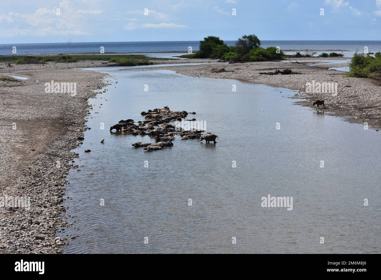 Büffel baden im Fluss Stockfoto