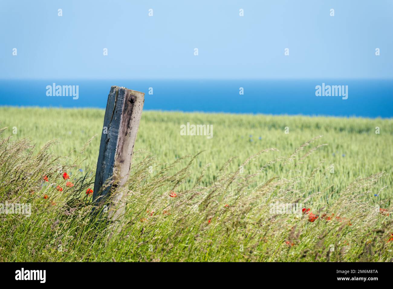 Blumenwiesen vor dem Ostseefjord in Deutschland Stockfoto