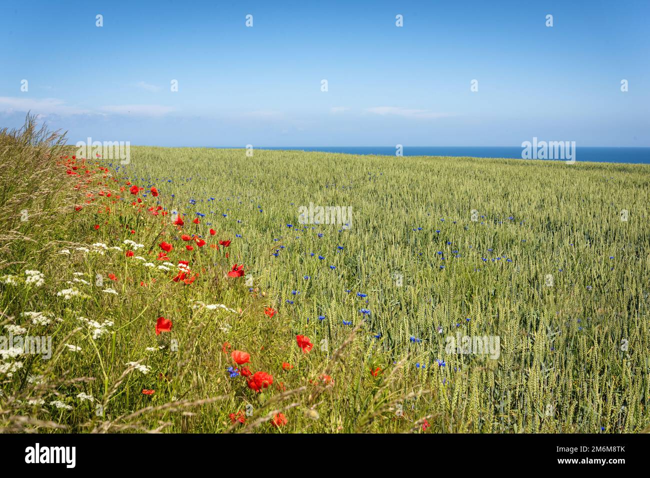 Blumenwiesen vor dem Ostseefjord in Deutschland Stockfoto