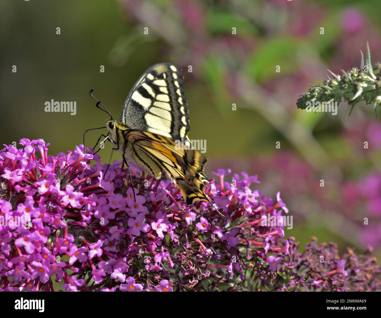 Schwalbenschwanz; Schwalbenschwanz-Schmetterling; Papilio machaon Stockfoto