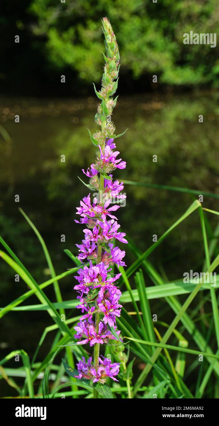 Violettes Lythrum; violettes Loosestrife; gespiktes Loosestrife; Lythrum salicaria Stockfoto