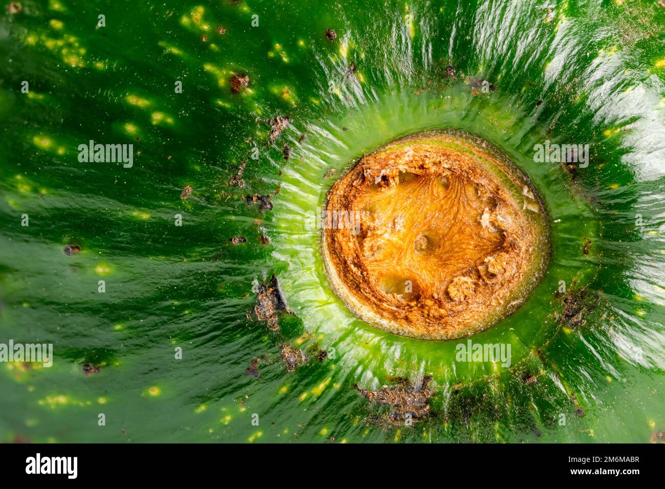 Extreme diet Fotos und Bildmaterial in hoher Auflösung Alamy
