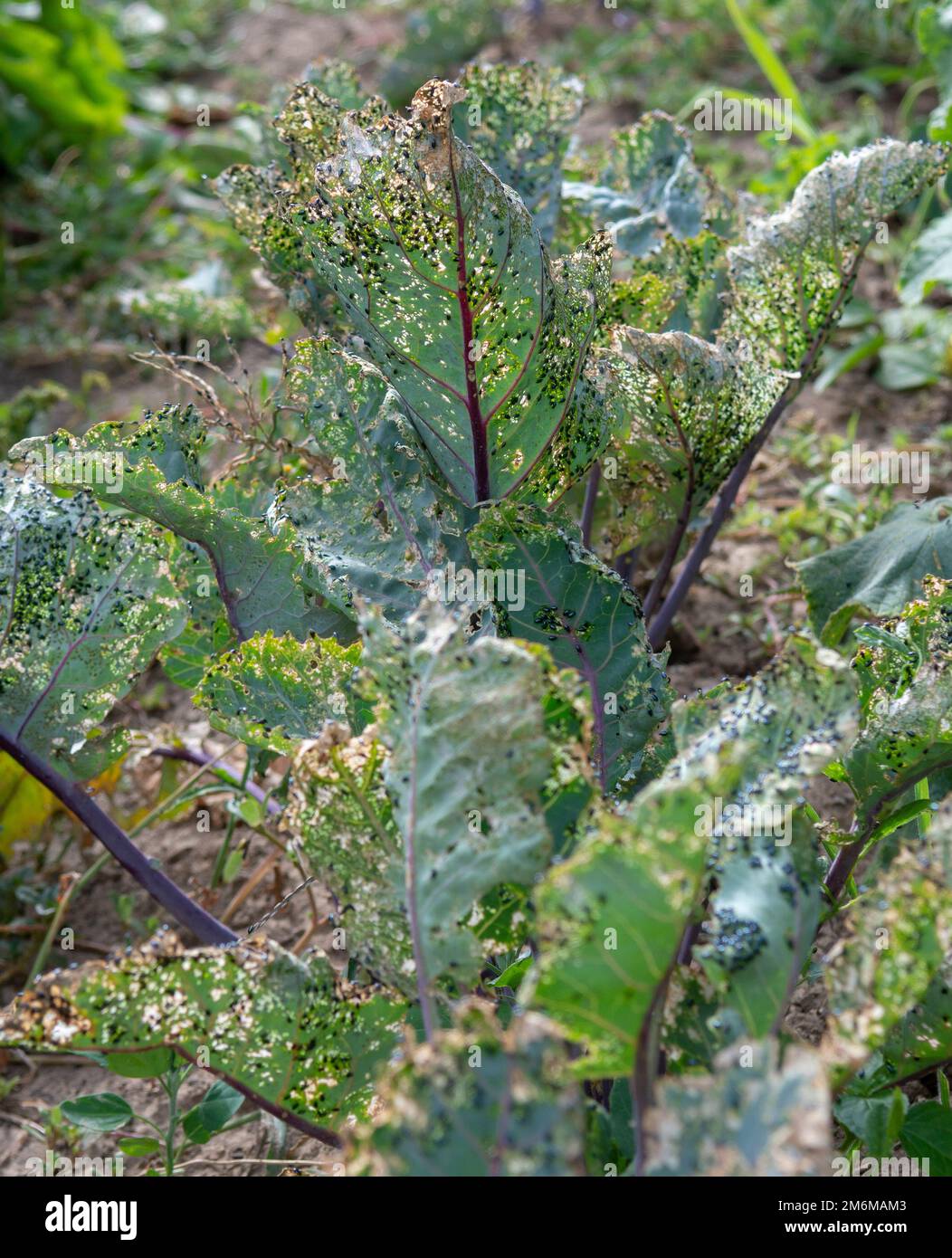 Käfer von Kohlfloh (Phyllotreta cruciferae) oder Käfer von Kruziferfloh. Beschädigte Blätter von violettem Kohlrabi (deutscher oder Cabbage Turni Stockfoto