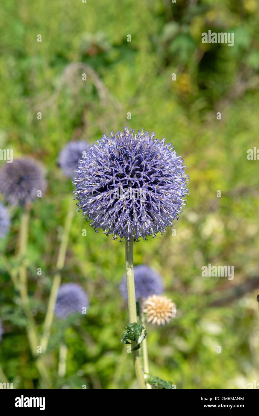 Echinops blüht im Sommer im Garten. Blaue kugelförmige Blütenköpfe von Kugeldisteln. Stockfoto