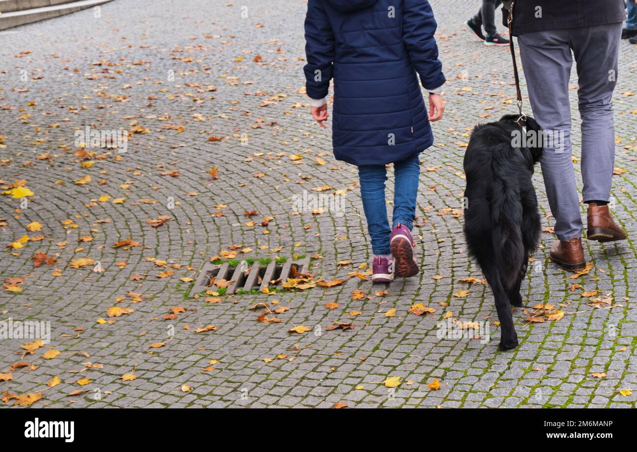 Vater mit Tochter läuft mit Hund im Herbstpark Stockfoto