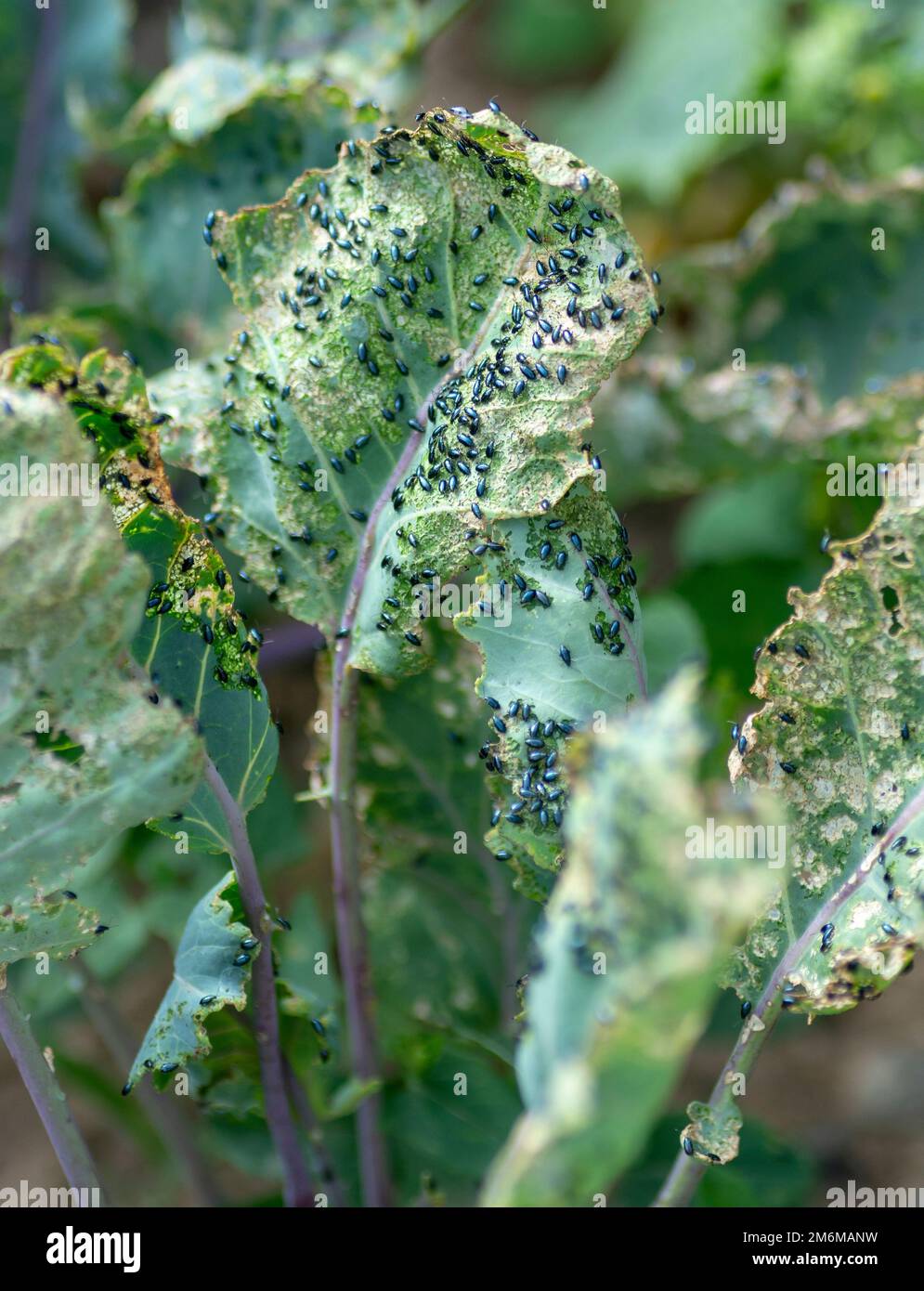 Käfer von Kohlfloh (Phyllotreta cruciferae) oder Käfer von Kruziferfloh. Beschädigte Blätter von violettem Kohlrabi (deutscher oder Cabbage Turni Stockfoto