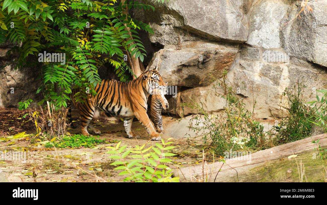 Tigerin Mutter trägt ihr kleines Junges mit ins Nest im Zoo Stockfoto