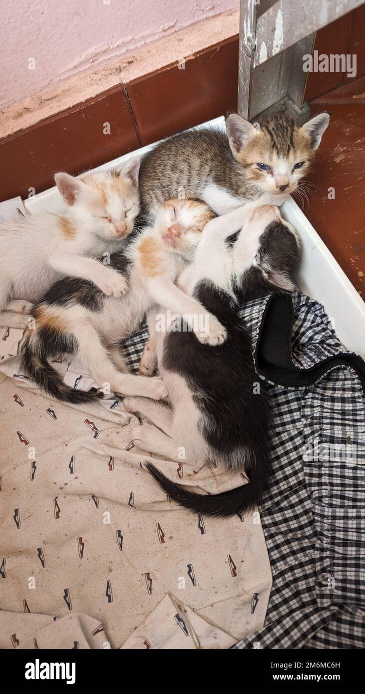 Vier niedliche neugeborene Kätzchen wachten gerade aus ihrem Nickerchen in der Katzenschachtel auf Stockfoto