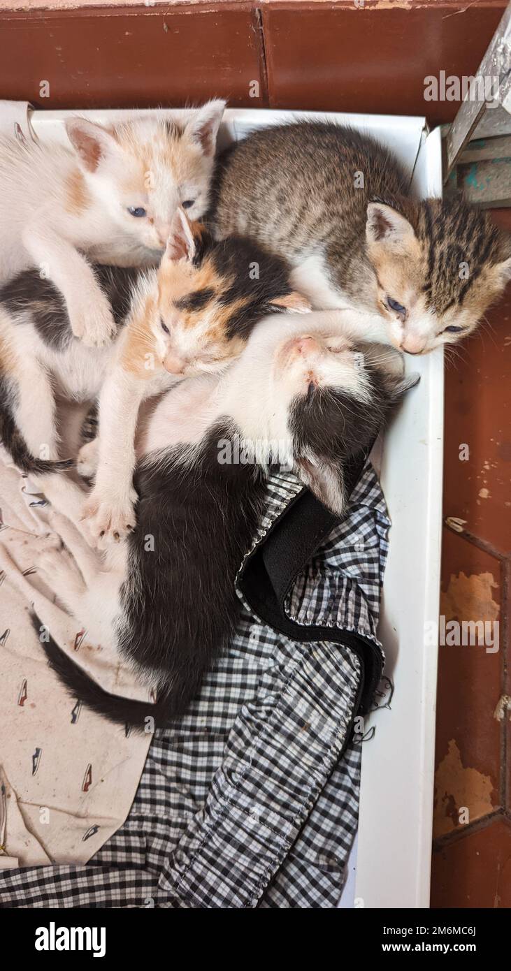 Vier niedliche neugeborene Kätzchen wachten gerade aus ihrem Nickerchen in der Katzenschachtel auf Stockfoto