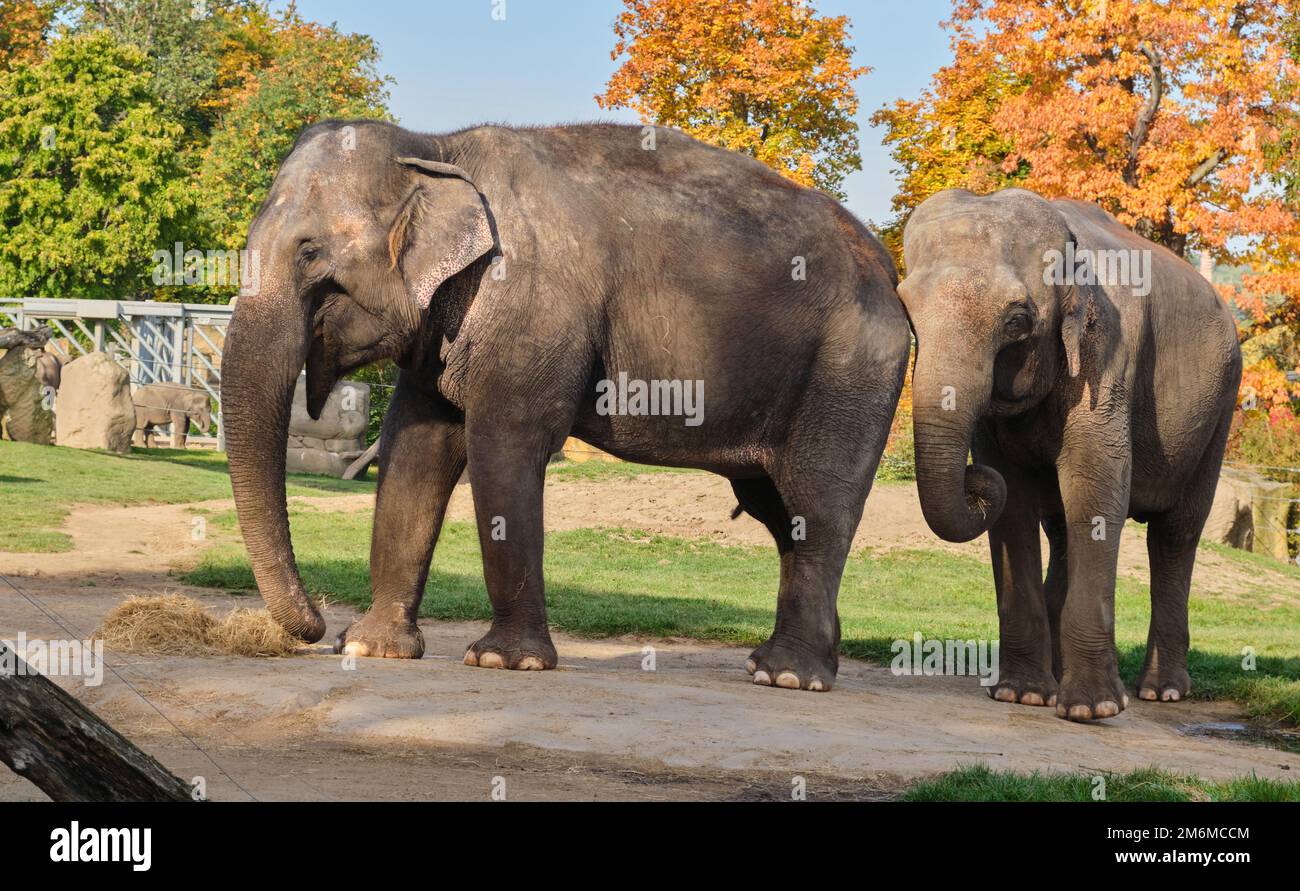 Zwei Erwachsene Familienelefanten männliche weibliche Stehzoo Praha füttern Heuernte im Herbst Stockfoto