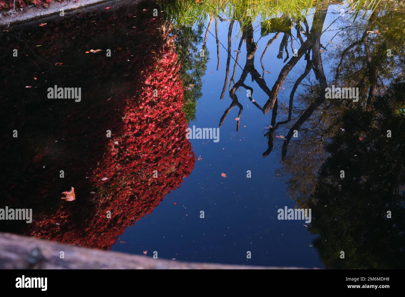 Baumstamm klar Spiegel Wasser Reflexion Moody Natur Herbstlaub rote Blätter Stockfoto
